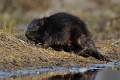 Bóbr europejski - European beaver - Castor fiber